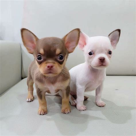 Also known as Teacups or micro Chihuahuas, the Teacup Chihuahua is the smallest category of purebred Chihuahua. . Mini chihuahua for sale near illinois